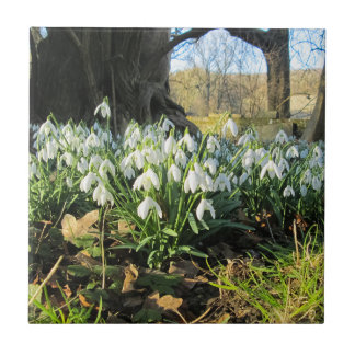 Snowdrops Under an English Yew Tree - Ceramic Tile