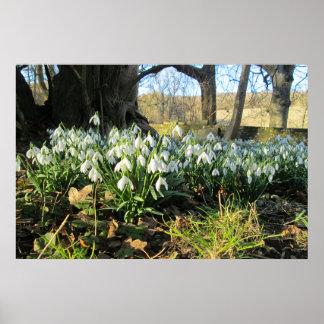 Snowdrops Under an English Yew Tree - Personalized Poster