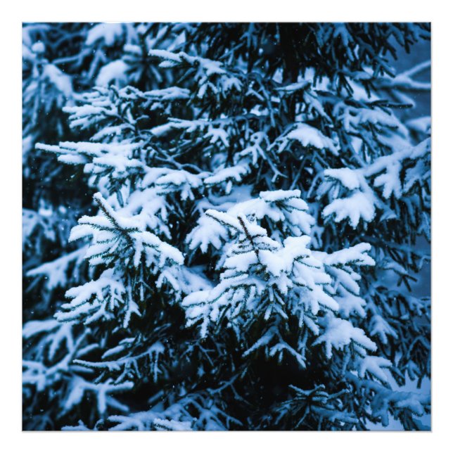 Snowfall Winter Christmas Tree Photo Print (Front)