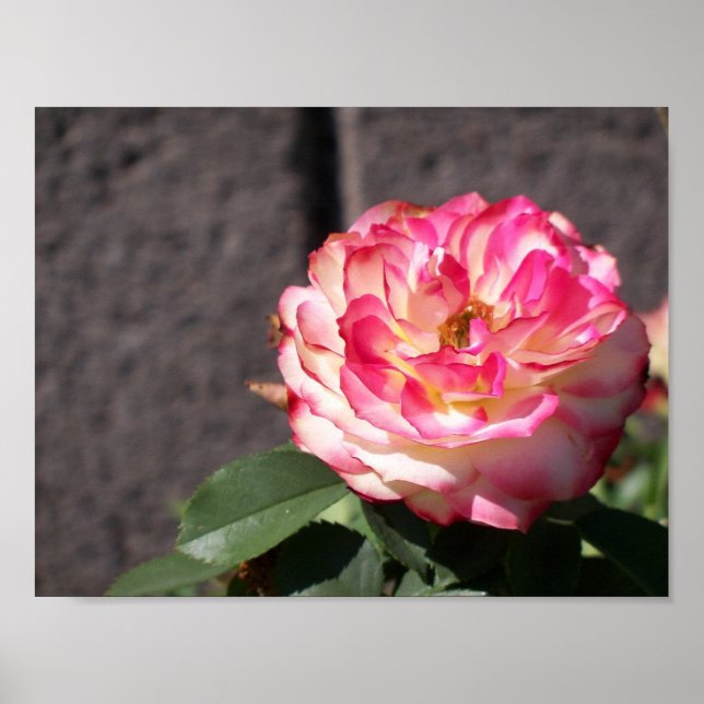 Snowfire rose poster (Front)