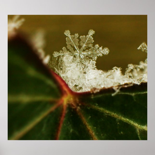 Snowflake 2009 Blizzard Poster (Front)