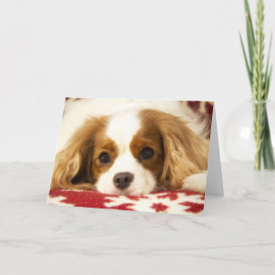 Snowflake Cavalier King Charles Spaniel Card