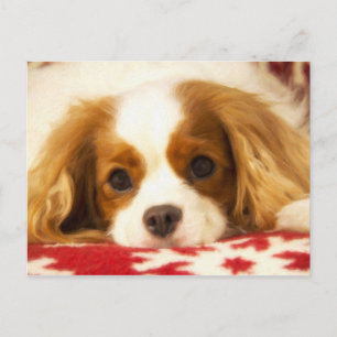 Snowflake Cavalier King Charles Spaniel Post Card