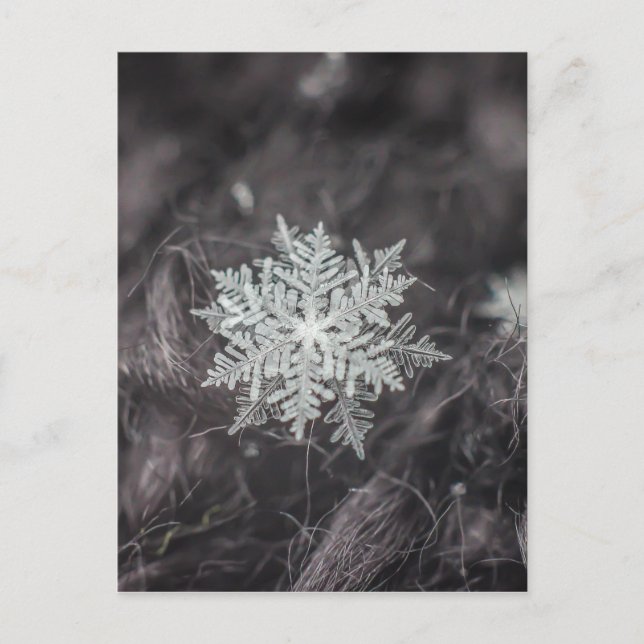 Snowflake Layers - Macro Postcard (Front)