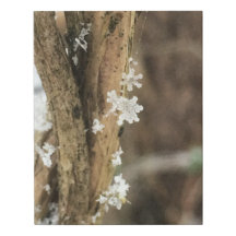 snowflakes on a vine