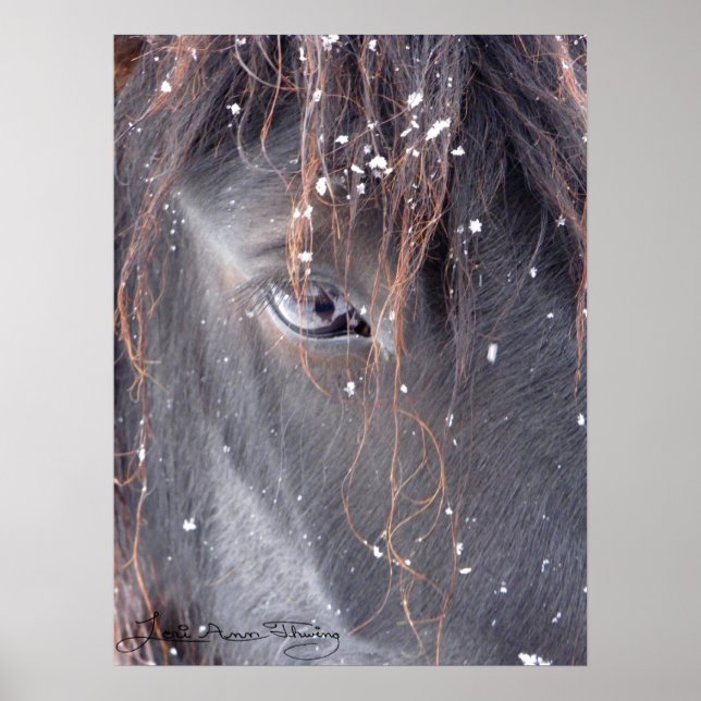 Snowflakes on Fell Pony Poster (Front)