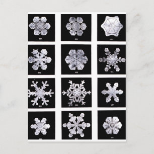 Snowflakes Postcard