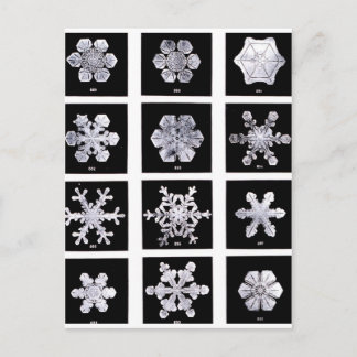 Snowflakes Postcard