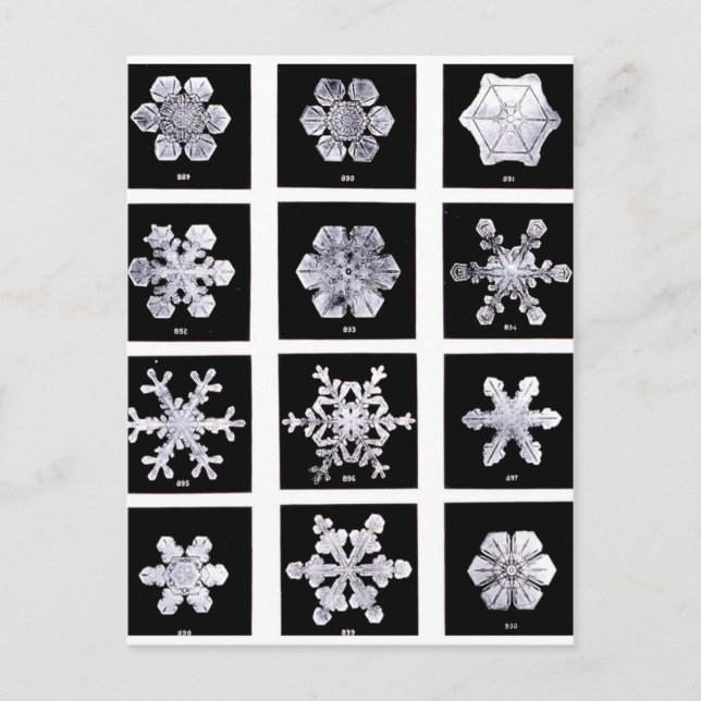 Snowflakes Postcard (Front)