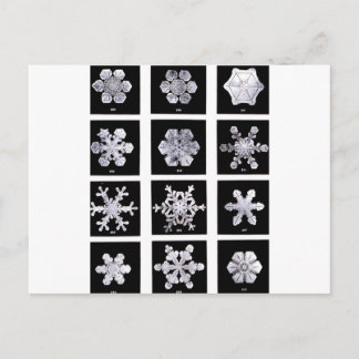 Snowflakes Postcard