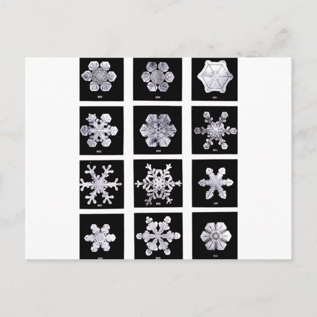 Snowflakes Postcard (Front)