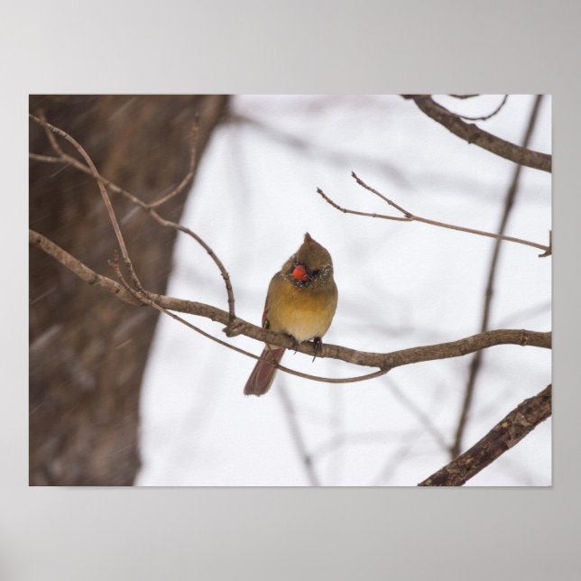 Snowing Again Says Mrs Cardinal Poster (Front)