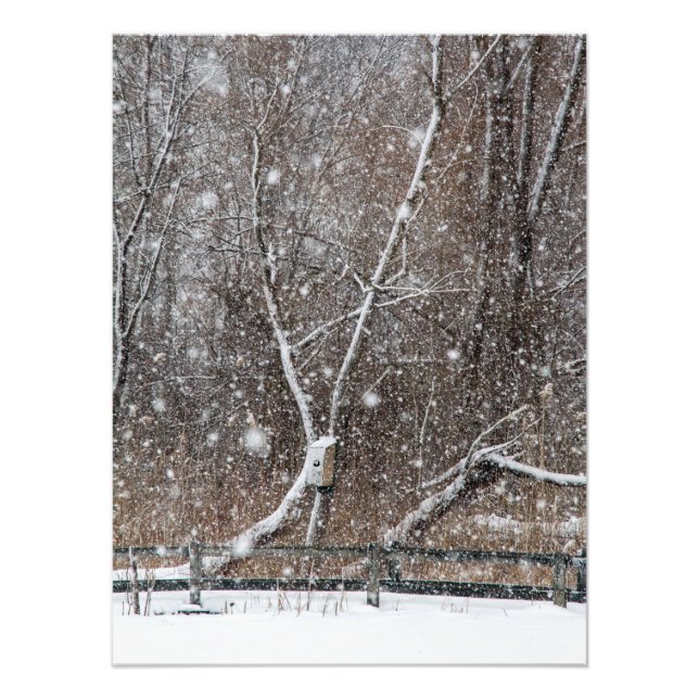 Snowing At the Park Photo Print (Front)
