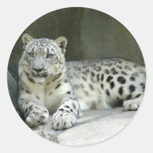 SnowLeopardM003 Classic Round Sticker