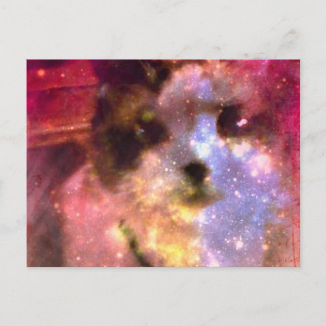 snowshoe aurora borealis kitty postcard (Front)