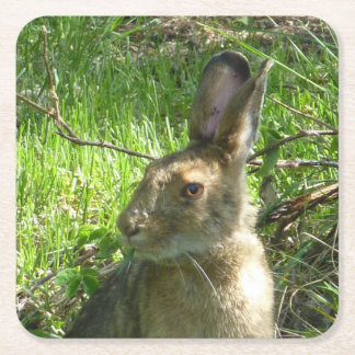 Snowshoe hare grazing square paper coaster