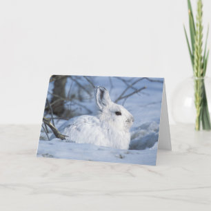 Snowshoe Hare Resting in Snow Holiday Card