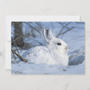 Snowshoe Hare Resting in Snow Holiday Card