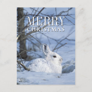 Snowshoe Hare Resting in Snow Holiday Postcard