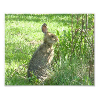Snowshoe hare sitting upright photo print