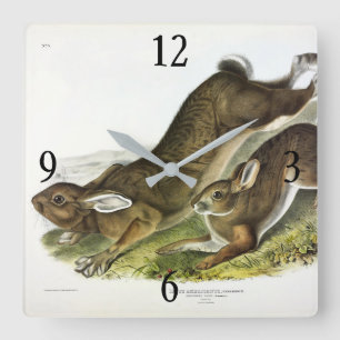 Snowshoe Hare, summer (Northern Hare) by Audubon Square Wall Clock