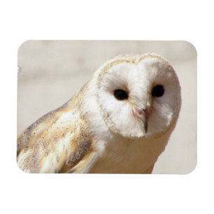 Snowy Barn Owl Flexible Magnet