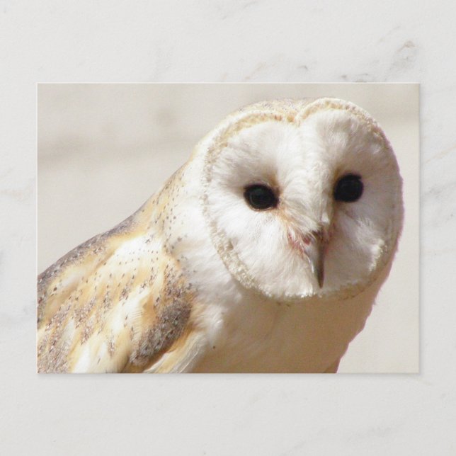 Snowy Barn Owl  Postcard (Front)