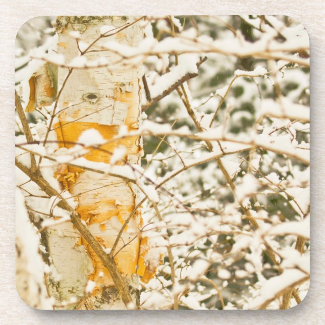 Snowy Birch Coaster (Front)