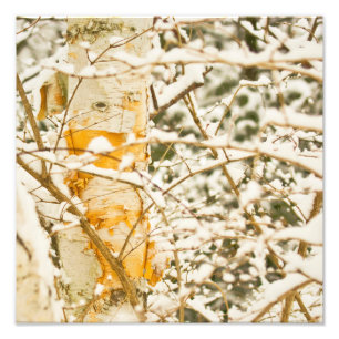 Snowy Birch Photo Print