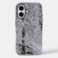 Snowy Birch Tree Canopy
