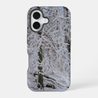 Snowy Birch Tree Canopy