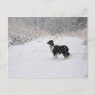 Snowy Border Collie Postcard