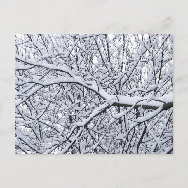 Snowy Branches Postcard (Front)