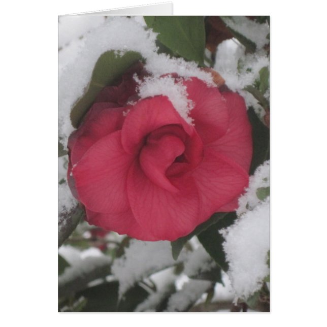 Snowy Camellia (Front)