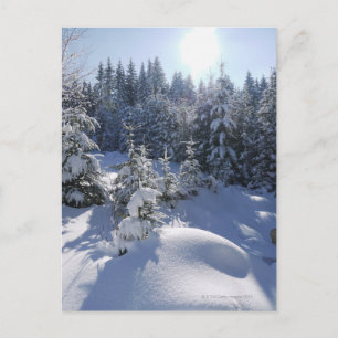 Snowy cold winter landscape 2 postcard
