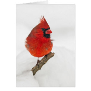Snowy Day Cardinal