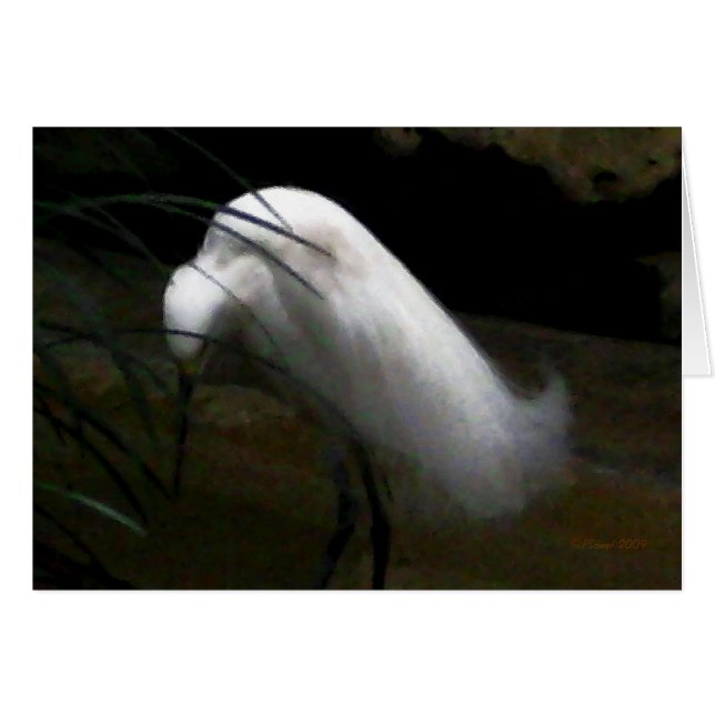 Snowy Egret (Front Horizontal)