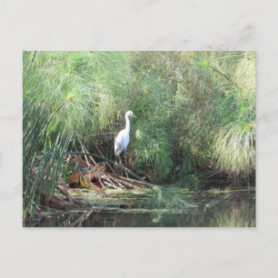 Snowy Egret and Fake Gator Greeting Card
