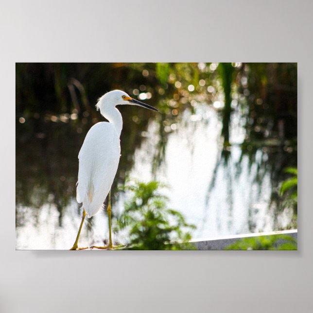 Snowy Egret Bird Photo Print (Front)