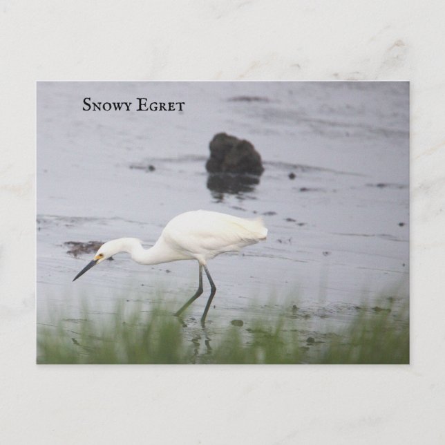 Snowy Egret Bird Postcard (Front)
