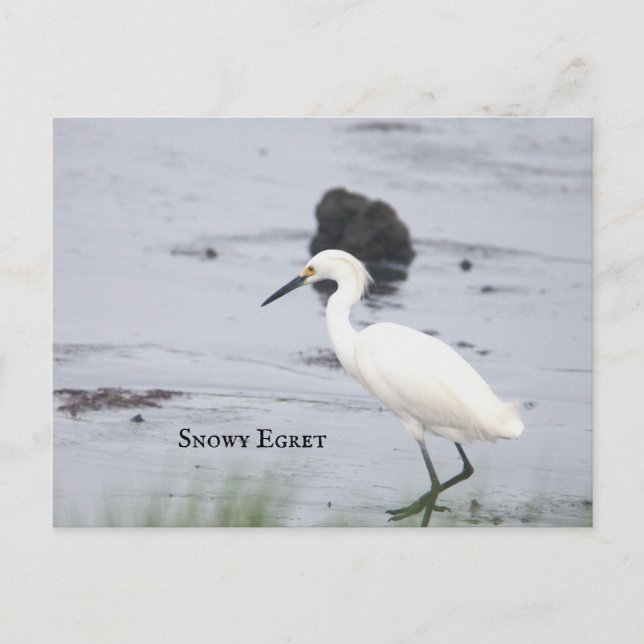 Snowy Egret Bird Postcard (Front)