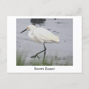 Snowy Egret Bird Postcard