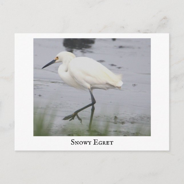 Snowy Egret Bird Postcard (Front)