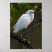 Snowy Egret Bird