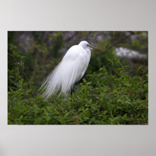 Snowy Egret Bird Poster