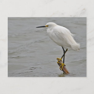 Snowy Egret Braced Against a Cold Wind Postcard
