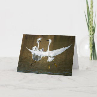 Snowy Egret Greeting Card