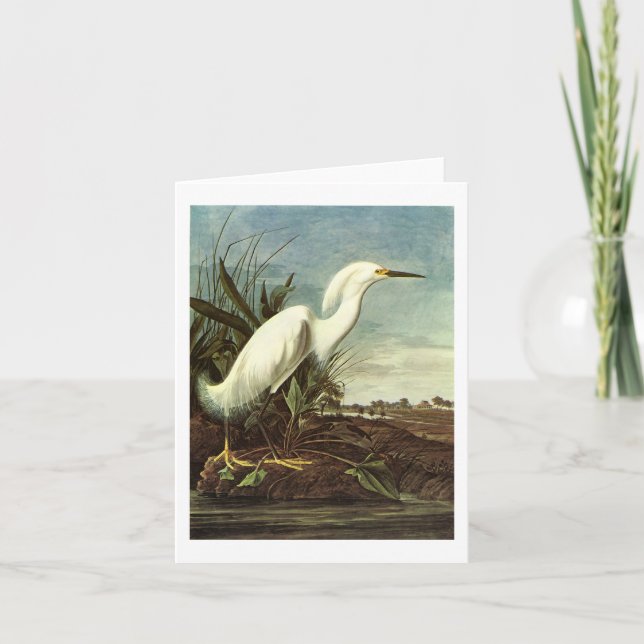 Snowy Egret, John James Audubon Card (Front)