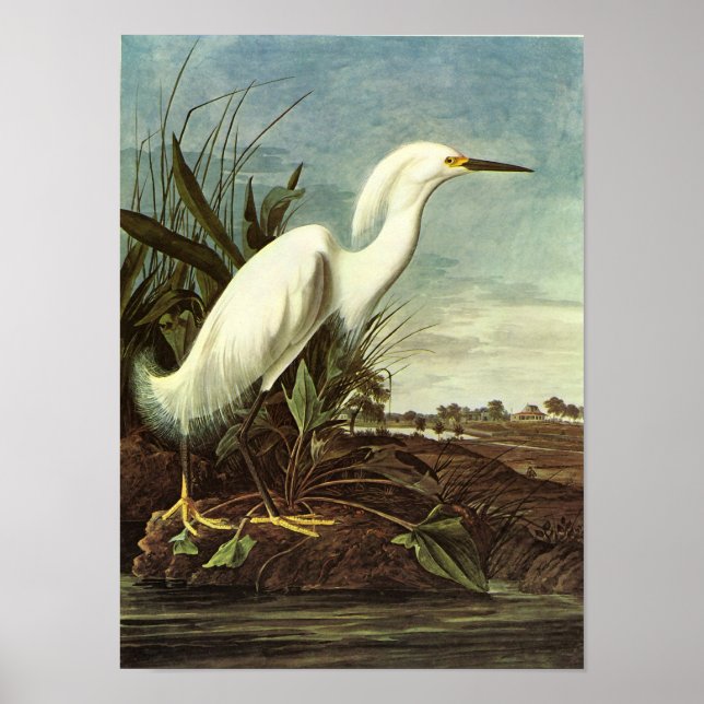Snowy Egret, John James Audubon Poster (Front)