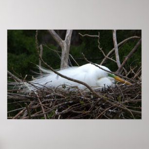 Snowy Egret Nesting Poster